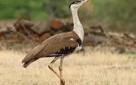 गोडावण पक्षी को बचाने के लिए सुप्रीम कोर्ट का बड़ा कदम, राजस्थान-गुजरात में विकास परियोजनाओं पर सख्ती